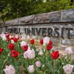 tulips blooming at Cornell.